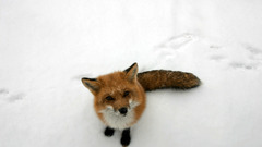 fox snow Animals curious winter nature