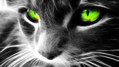 Fractalius cats green eyes selective coloring Animals