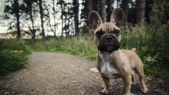 french bulldog dog nature