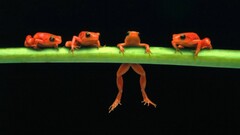 frog amphibian Animals