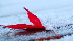 frost leaves maple leaves depth of field nature red leaves snow