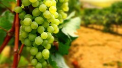 fruit grapes Plants food Berries