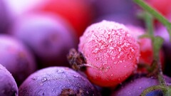fruit macro