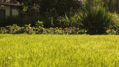 Garden Plants outdoors grass