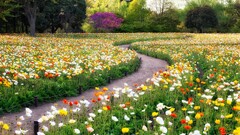 Garden Poppies Flowers Trees path Plants colorful pathway