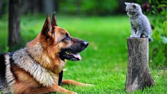 German shepherd Animals cats tree stump