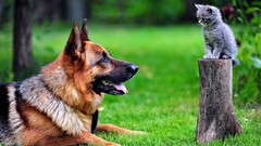 German shepherd Kittens Animals dog cats