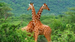 Giraffes Animals forest
