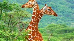 Giraffes Animals Mammals nature vibrant