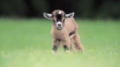 Goats Animals blurred baby animals grass