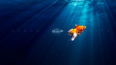 goldfish underwater Typography Sea Animals