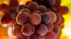 grapes fruit food Berries depth of field Black grapes