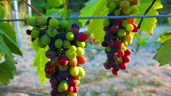 grapevine fruit red grapes
