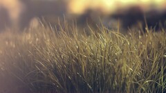 grass blurred landscape