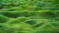 grass Green nature waves simple