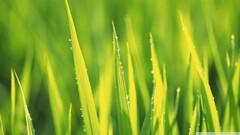 grass Green water drops Plants