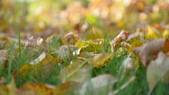 grass leaves Plants macro