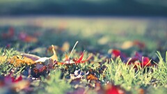 grass leaves sunlight depth of field