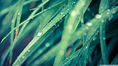 grass macro Plants leaves water drops