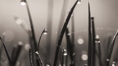 grass monochrome macro Plants water drops