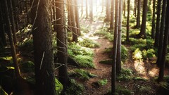 grass nature moss forest sun rays