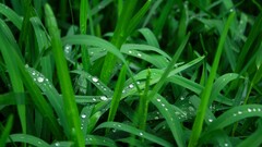 grass nature water drops Plants