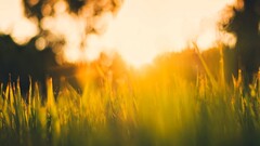 grass outdoors Plants