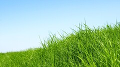 grass outdoors Plants