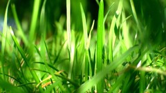 grass Plants leaves Green