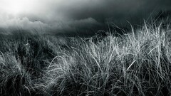 grass Plants outdoors clouds