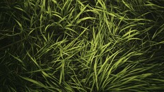 grass Plants outdoors