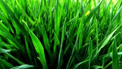 grass Plants outdoors