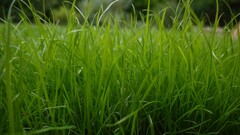 grass Plants outdoors