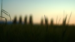 grass Plants outdoors