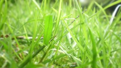 grass Plants outdoors