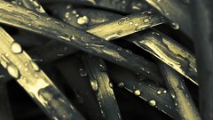 grass Plants water drops