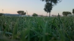 grass Plants worm's eye view