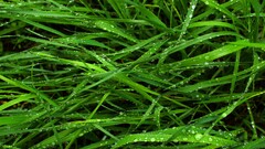 grass water drops Green