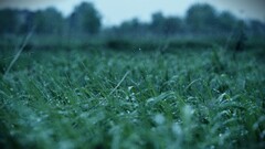 grass water drops macro blurred
