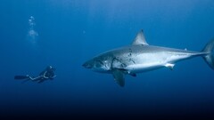 great white shark) Animals fish shark Divers