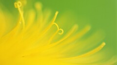 green background Plants Flowers macro