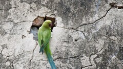 Green Birds Animals wall