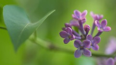 Green Flowers nature lilac purple flowers