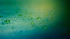 Green macro water drops