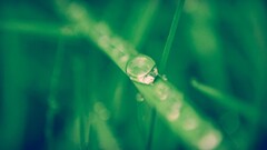 Green Plants water drops macro