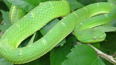 Green snake Reptiles Animals leaves