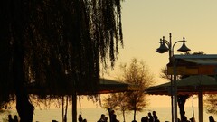 group of people sunset Trees People