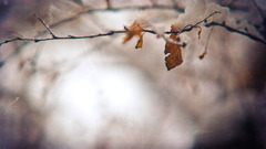 grunge Plants macro winter snow leaves Beige