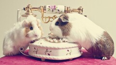 guinea pigs telephone Animals