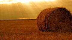 hay field farm sunlight yellow bright lights sunset grass